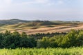 Wavy yellow and green processed fields of the Tuscan province and a farm surrounded by a ring of tall slender cypresses Royalty Free Stock Photo