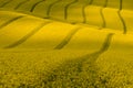 Wavy yellow rapeseed field with stripes and wavy abstract landscape pattern. Corduroy summer rural landscape in yellow tones.