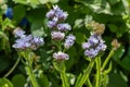 Wavyleaf sea-lavender (Limonium sinuatum)