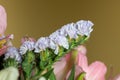 Wavyleaf sea lavender (limonium sinuatum) flowers