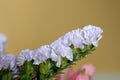 Wavyleaf sea lavender (limonium sinuatum) flowers