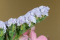 Wavyleaf sea lavender (limonium sinuatum) flowers