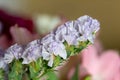 Wavyleaf sea lavender (limonium sinuatum) flowers