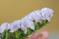 Wavyleaf sea lavender (limonium sinuatum) flowers