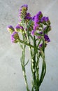 Wavyleaf sea-lavender, Limonium sinuatum