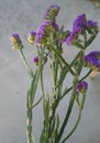 Wavyleaf sea-lavender, Limonium sinuatum