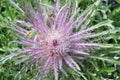 Wavyleaf thistle from above