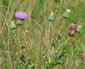 Wavyleaf Thistle