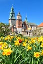 Wawel castle and daffodil flowers in Krakow, Poland during spring Royalty Free Stock Photo