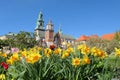 Wawel castle and daffodil flowers in Krakow, Poland during spring Royalty Free Stock Photo