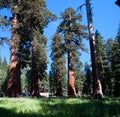 Wawona Mariposa Grove Giant Redwoods Royalty Free Stock Photo