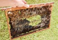 wax bee frame eaten by parasites. Wax moth. Pests of active hives. Galleria mellonella species in a honeycomb without bees.