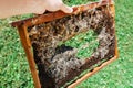 wax bee frame eaten by parasites. Wax moth. Pests of active hives. Galleria mellonella species in a honeycomb without bees.