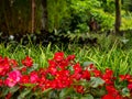 Wax Begonia or Clubed Begonia (Begonia cucullata) Royalty Free Stock Photo