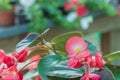 Wax begonia or fibrous begonia flower indoors close up view