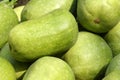 Wax gourd Royalty Free Stock Photo