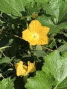 Wax gourd or Benincasa hispida or Ash gourd or White gourd or Tallow gourd or Winter melon or Chinese preserving melon flower.