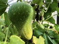 The wax gourd Benincasa hispida Thunb. Cogn., Ash gourd, White gourd, Tallow gourd, Ash pumpkin, Winter melon or Wachskurbis