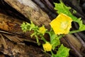 Wax gourd's flower Royalty Free Stock Photo