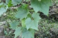 A Wax gourd vine grows on a fence, with a hang ash pumpkin fruit between the leaves Royalty Free Stock Photo