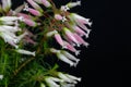 Wax heath Erica ventricosa