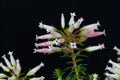 Wax heath Erica ventricosa