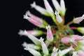 Wax heath Erica ventricosa