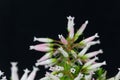 Wax heath Erica ventricosa