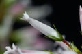 Wax heath Erica ventricosa