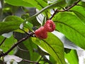 Pink Wax Jambu fruit (Syzygium samarangense) also known as Wax Apple, Java Apple, Semarang Rose-Apple.