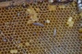 Wax moth larvae on an infected bee nest. cover of the hive is infected with a wax moth. family of bees is sick with a wax moth