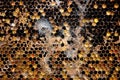 Wax moth raise in old honeycomb,close up view of parasite Galleriini caterpillar in the hive,honey producing problem