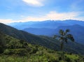 Wax Palm, Sierra Nevada, Santa Marta Mountains, Colombia