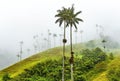 Wax Palm Trees, Cocora Valley, Colombia Royalty Free Stock Photo