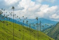 Wax palm trees of Cocora Valley, Colombia Royalty Free Stock Photo