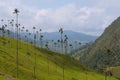 Wax palm trees of Cocora Valley, colombia Royalty Free Stock Photo