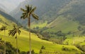 Wax palm trees of Cocora Valley, colombia Royalty Free Stock Photo