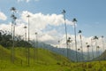 Wax palm trees of Cocora Valley, colombia Royalty Free Stock Photo