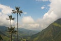 Wax palm trees of Cocora Valley, colombia Royalty Free Stock Photo