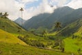 Wax palm trees of Cocora Valley, colombia Royalty Free Stock Photo