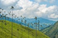 Wax palm trees of Cocora Valley, Colombia Royalty Free Stock Photo