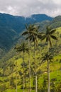 Wax palm trees of Cocora Valley, Colombia Royalty Free Stock Photo