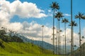 Wax palm trees of Cocora Valley, Colombia Royalty Free Stock Photo