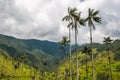 Wax palm trees of Cocora Valley, Colombia Royalty Free Stock Photo