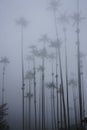 Wax palm trees of the Cocora Valley, Valle de Cocora on a foggy day, Eje Cafetero, Salento, Colombia Royalty Free Stock Photo