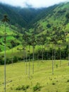 Wax palm trees, salento, colombia Royalty Free Stock Photo