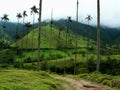 Wax palm trees, salento, colombia Royalty Free Stock Photo