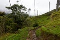 Wax palms in Cocora Valley 12