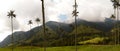 The wax palms. Cocora valley. Los Nevados National Natural Park. Quindio. Colombia