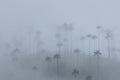 Wax palms in the mist, Cocora Valley, Colombia Royalty Free Stock Photo